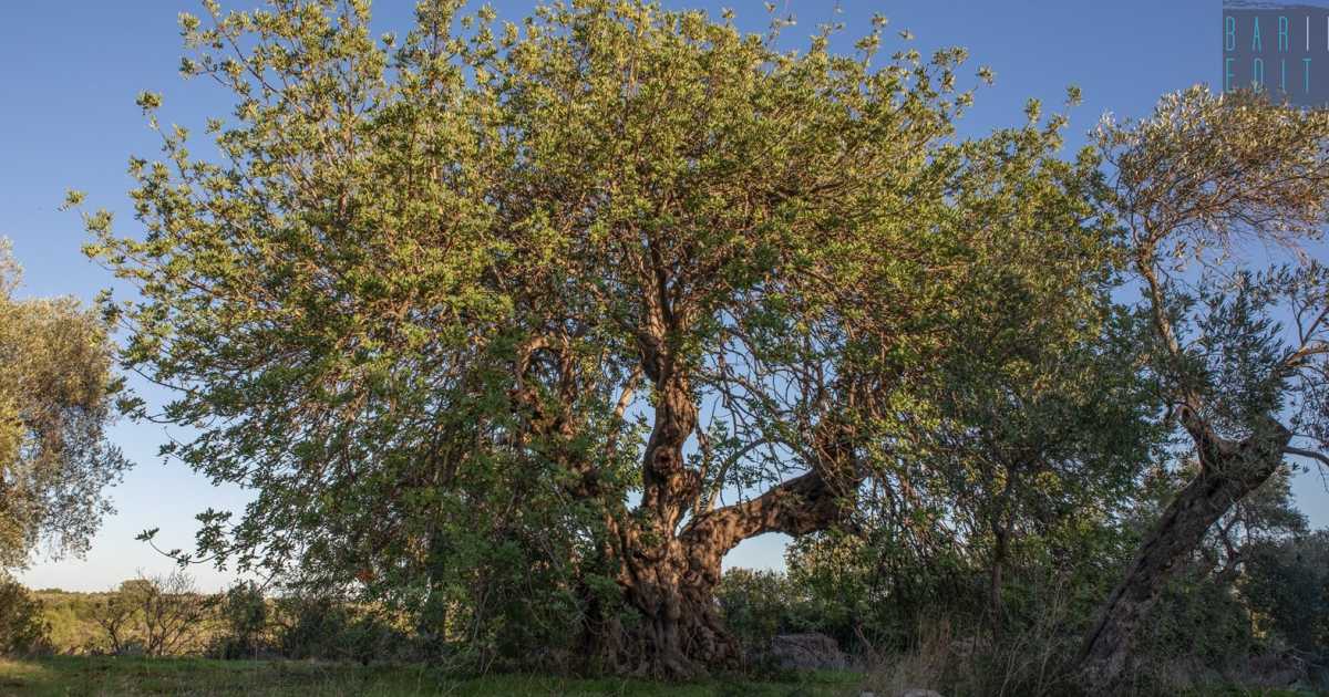 Modugno, il sentiero dei carrubi: per riscoprire gli antichi alberi del "cioccolato dei poveri"